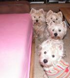 Onze 4 westies