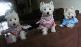 De dames westie